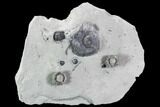 Fossil Crinoid, Gastropod and Brachiopod Plate - Indiana #106280-1